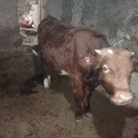 فروش گوساله نر