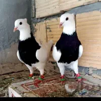 طوقی نقش وپرشی|پرنده|مبارکه, |دیوار