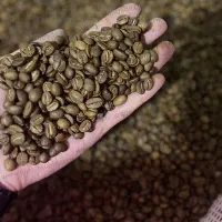 فروش  دان  سبز قهوه عربیکا هندی پلنتیشن