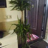 درخت یوکا