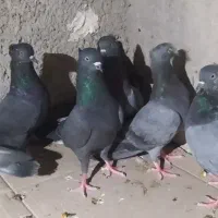 هشت کبوتر بوشهر ی ملاقی و پرشی|پرنده|خورموج, |دیوار