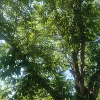 باغ یاسوج ۲۰۰۰ متر با درختان ۴۰ ساله دور دیوار