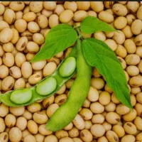 فروش سویا آرین