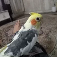 عروس هلندی سخن گو دستی|پرنده|نیشابور, شهرک قدس|دیوار