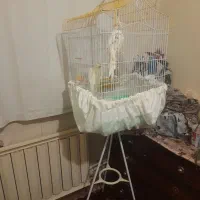 عروسهلندی|حیوانات|تبریز, |دیوار