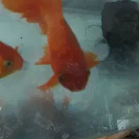 یک عدد ماهی گلفیش و سه عدد هدیه|ماهی|قزوین, |دیوار