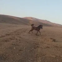 اسب
