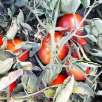 رب گوجه فرنگی درجه یک|خوردنی و آشامیدنی|نوشین شهر, |دیوار