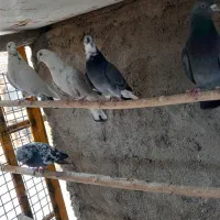 کبوتر پرشی|پرنده|مبارکه, |دیوار