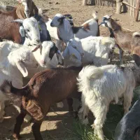 قیمت نقد|حیوانات مزرعه|آسمینون, |دیوار