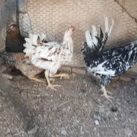 کبوتر کله سفید|پرنده|بروجن, |دیوار