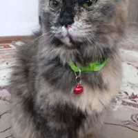 گربه پرشین ماده