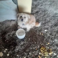 سگ تربیت شده