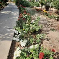 کارگر روز مزد|خدمات باغبانی و درختکاری|اندیشه, اندیشه فاز ۳|دیوار