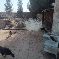 طاووس سفید گم شده|حیوانات|سبزوار, قصبه غربی|دیوار