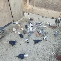 نروماده قاطی جفتی پشتی