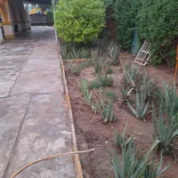 الورا|گل و گیاه طبیعی|آبادان, |دیوار