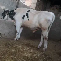 فروش گوساله