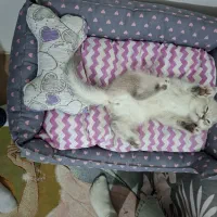 فروش گربه