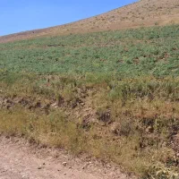 فروش یک هکتار زمین  دیم روستای قره گزلوی سفلی