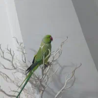 طوطی ملنگو