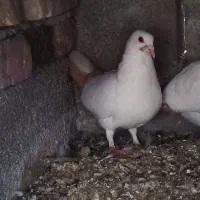 ماده دم زرد