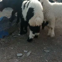 بره نر چاق چاق|حیوانات مزرعه|اهواز, منازل کارون|دیوار