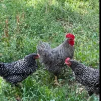 تخم نطفه دار آمروک