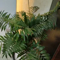بذر چغندر قند توکان