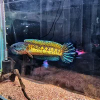 فروش انواع گونه های ماهی چانا و غذای مخصوص چانا