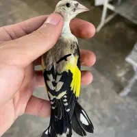 سهره جوجه قفسی