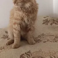 گربه پرشین نر