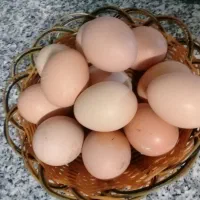 تخم مرغ بومی خانگی