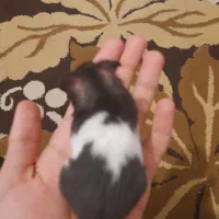 همستر|موش و خرگوش|کرمان, |دیوار