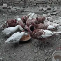 حیوانات|حیوانات مزرعه|بروجرد, |دیوار