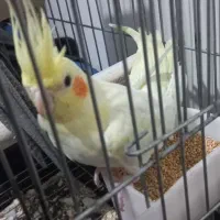 عروس هلندی ماده