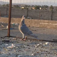 کبوتر ماده|پرنده|فسا, |دیوار