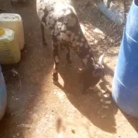 بوشهر عسلویه