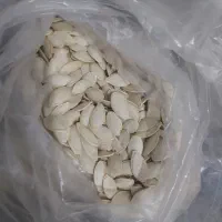 تخمه