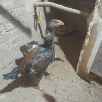 جوجه لاری هشت ماه|حیوانات مزرعه|بوکان, |دیوار