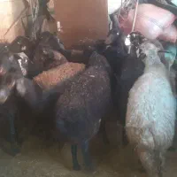 فروش گوسفند|حیوانات مزرعه|صحنه, |دیوار