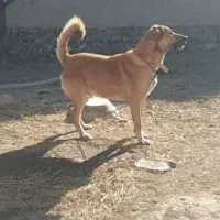 سگ‌گله‌ای‌نر