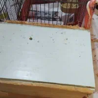 فروش طوطی عروس