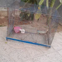 قفس پرنده|لوازم جانبی حیوانات|مرودشت, ژیان|دیوار