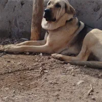 پژدر|سگ|شاهرود, |دیوار