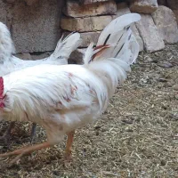خروس گلین اصل ۳ تاج|حیوانات مزرعه|اصفهان, کارلادان|دیوار