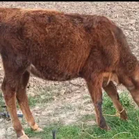 گستر سمینتال شیری