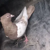 ۳تا کبوتر