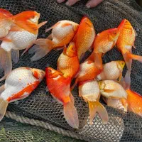 ماهی گلد فیش