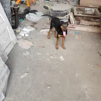 ماده  دوبرمن روتوایلر